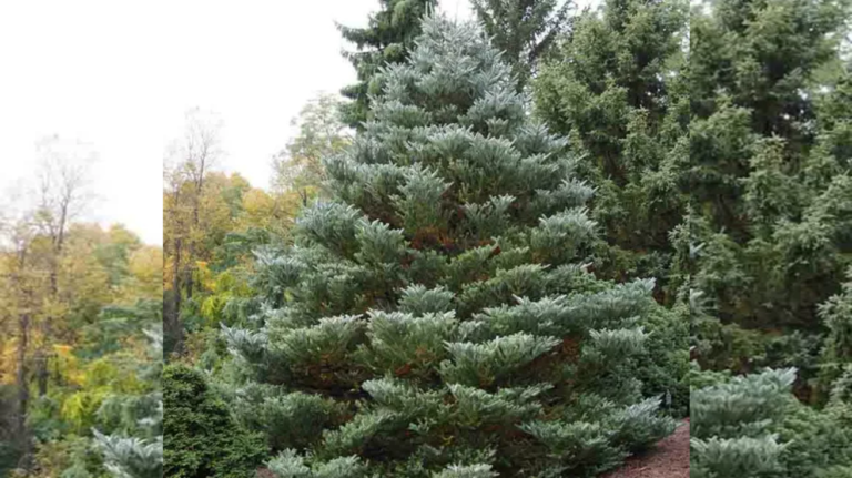 Abies koreana Silberlocke