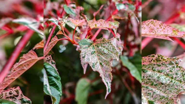 Acer conspicuum Red Flamingo