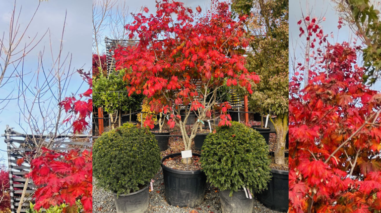 Acer japonicum Acontifolium