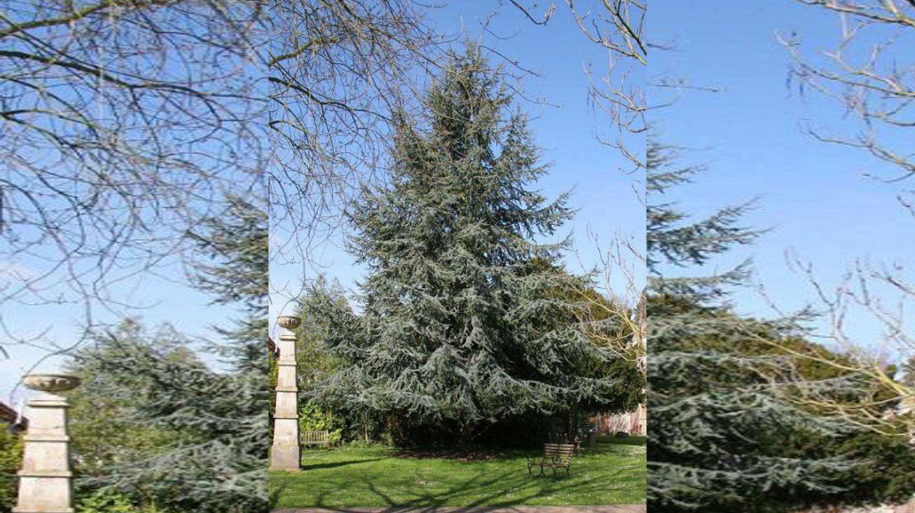 Cedrus Atlantica - Atlantski kedar