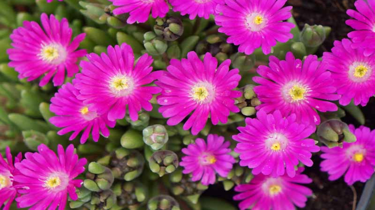 Delosperma Jewel of Desert Opal