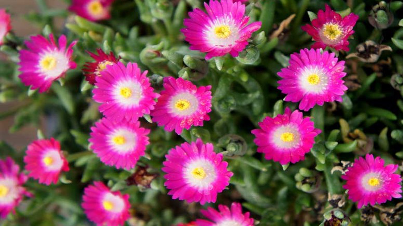 Delosperma Jewel of the desert Amethyst