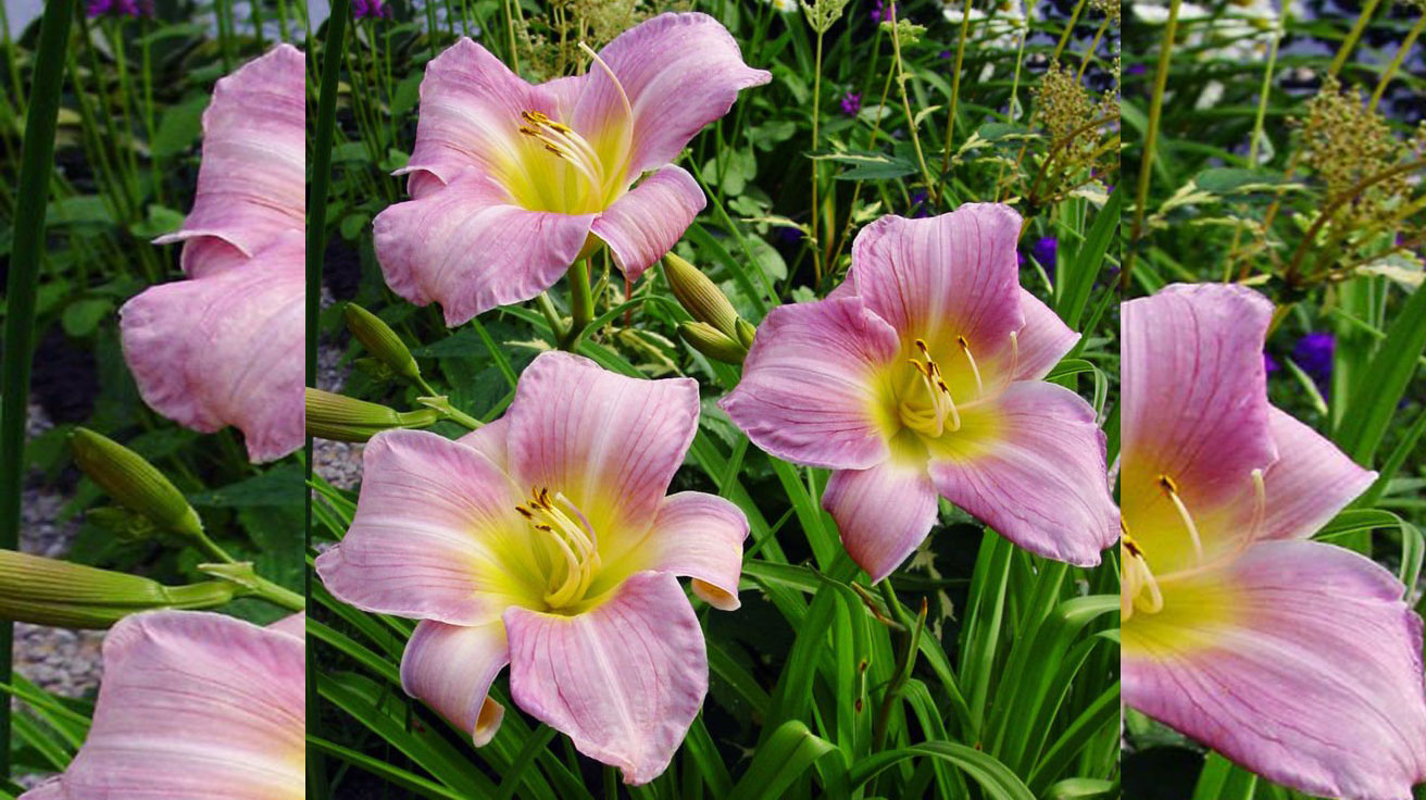 Hemerocallis Catherine Woodbury