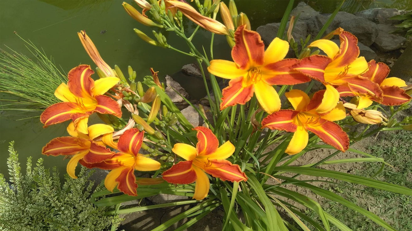 Hemerocallis Cathy Sunset