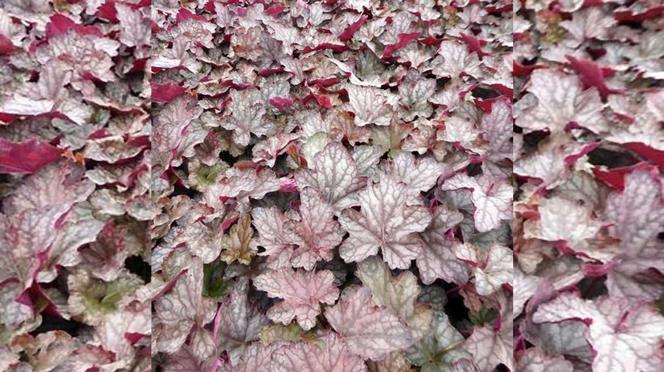 Heuchera Caskade Dawn