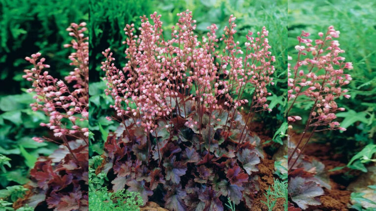 Heuchera Cassis