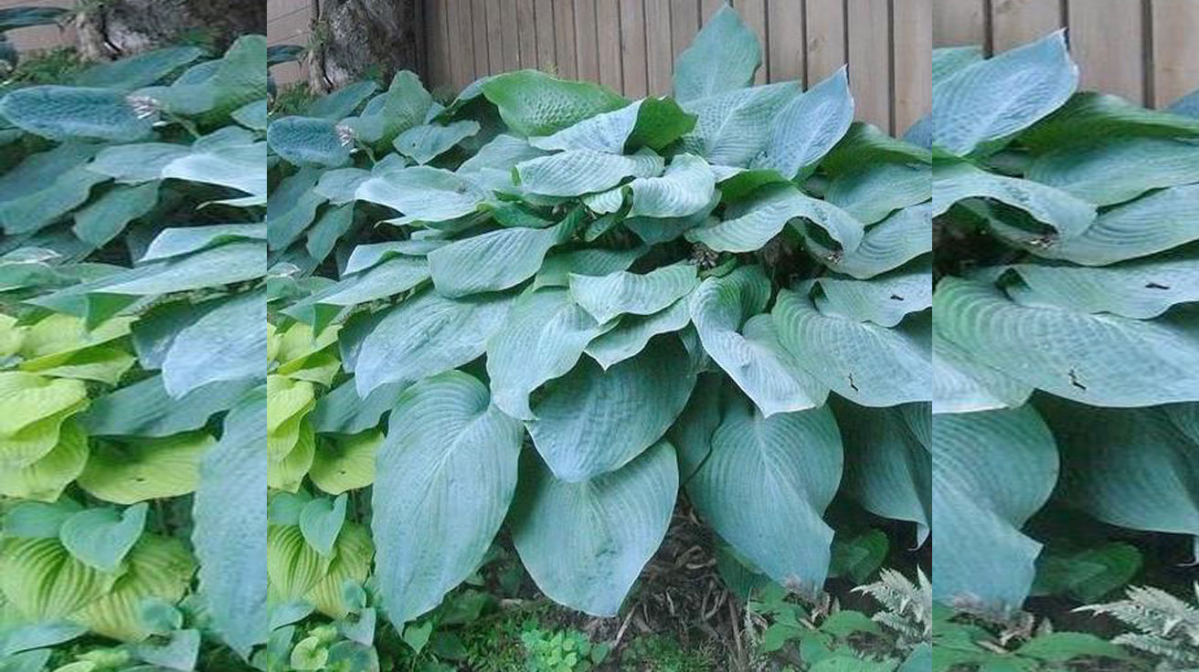 Hosta Big Daddy