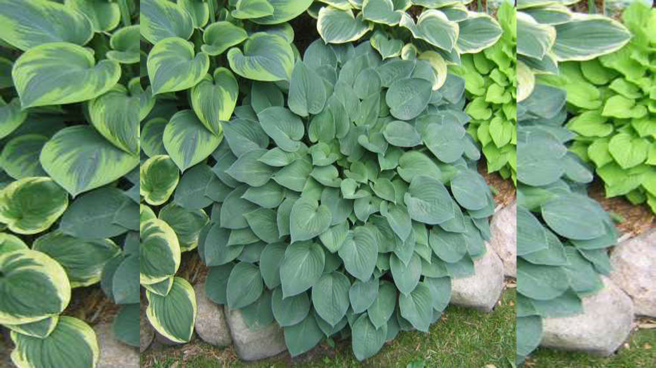 Hosta Blue Cadet