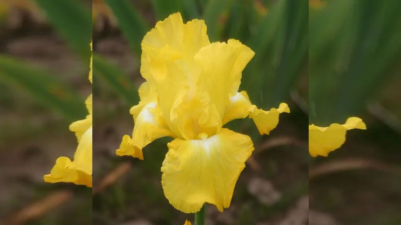 Iris germanica Burning Bright