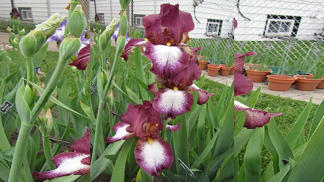 Iris germanica Crinoline