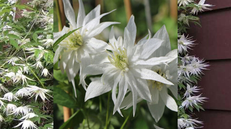 Klematis Albina Plena