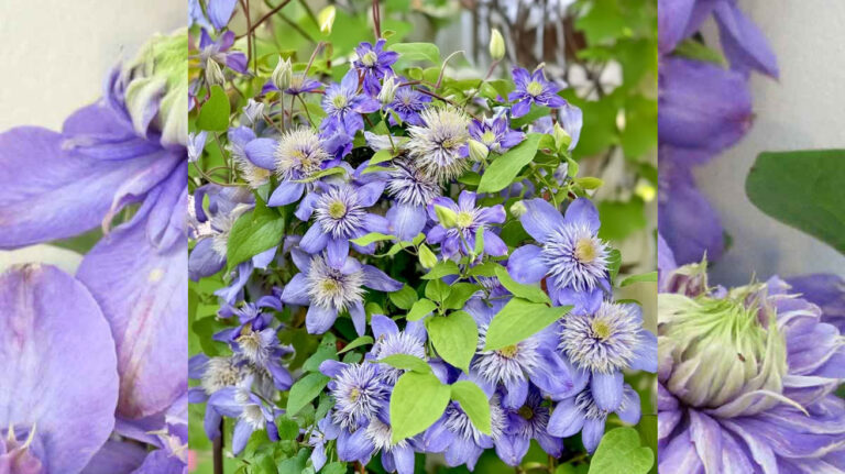 Klematis Blue Light