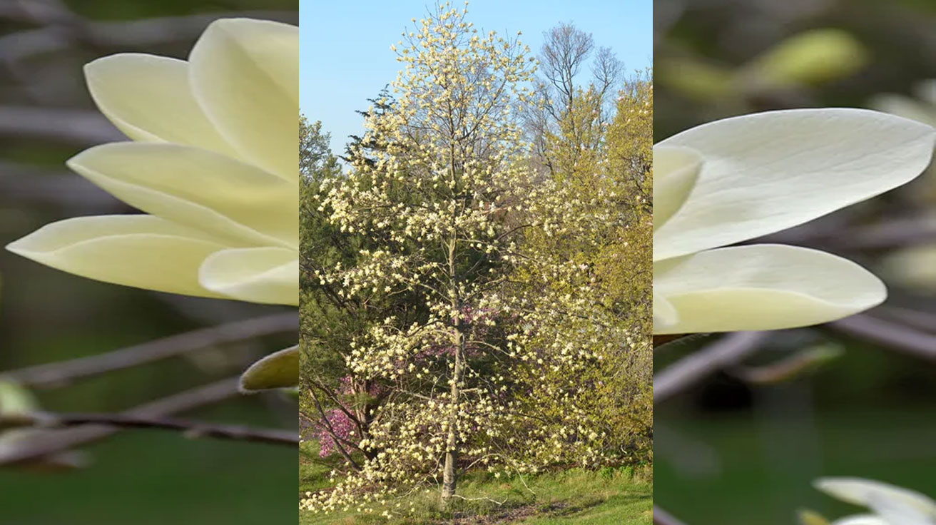 Magnolija Gold Star