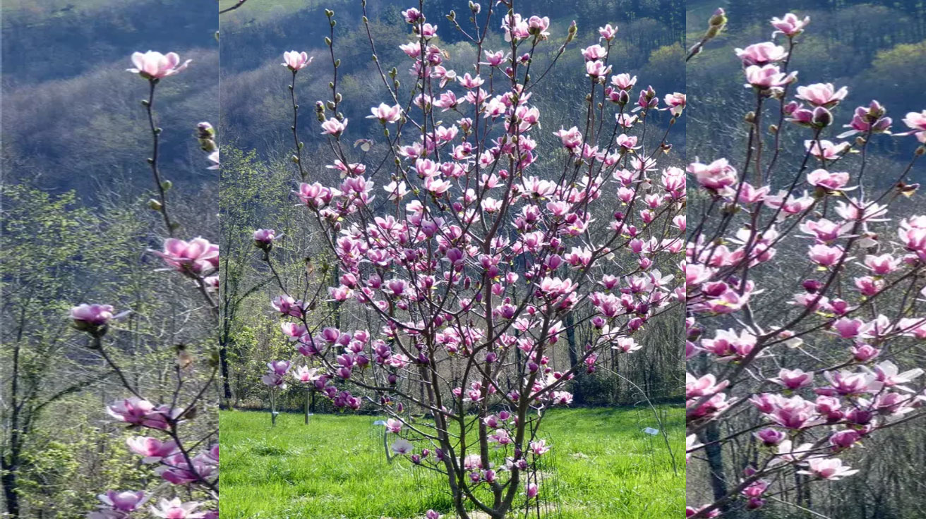 Magnolija Satisfaction
