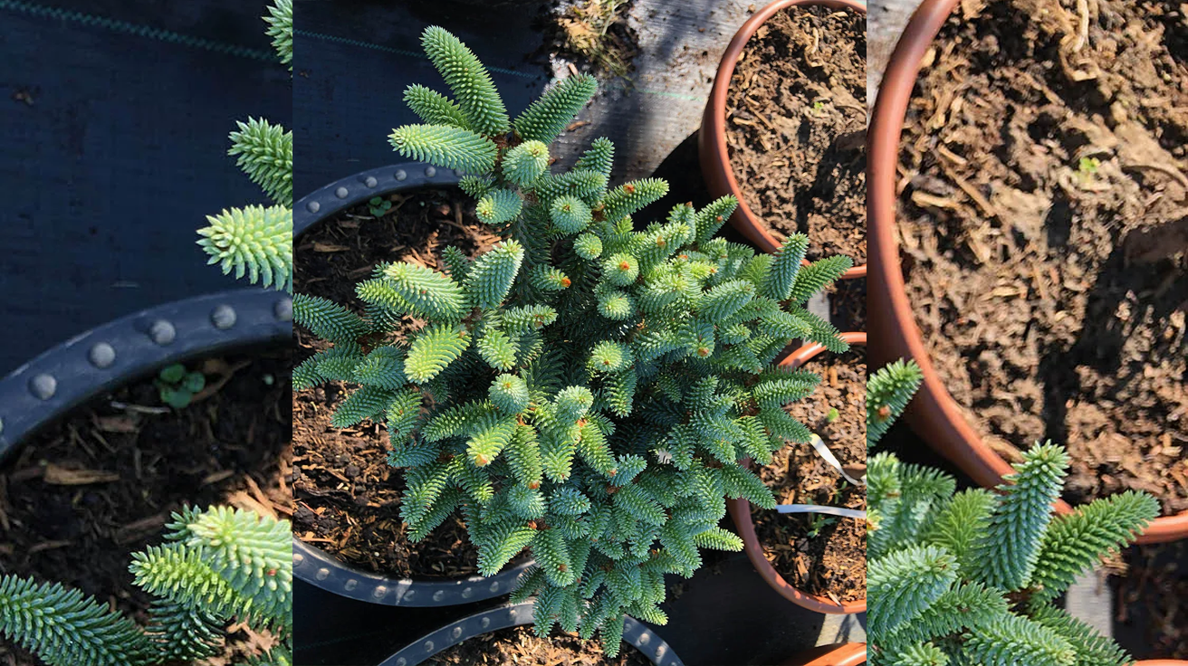 Picea abies pinsapo Fastigiata