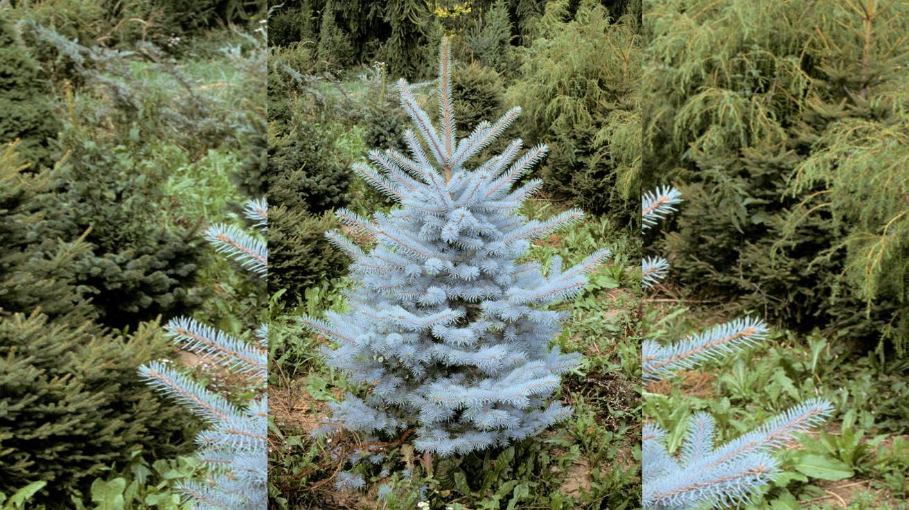Picea pungens Edith