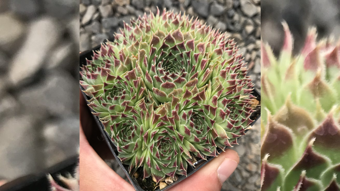 Sempervivum Mrs. Giuseppe