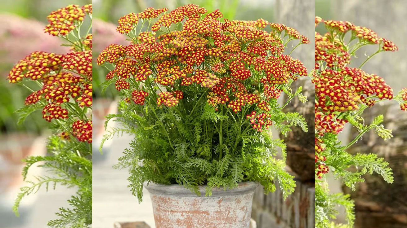 Achillea millefolium Milly Rock Red