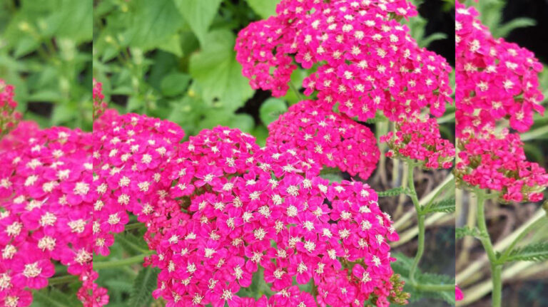 Achillea millefolium Rose Madder
