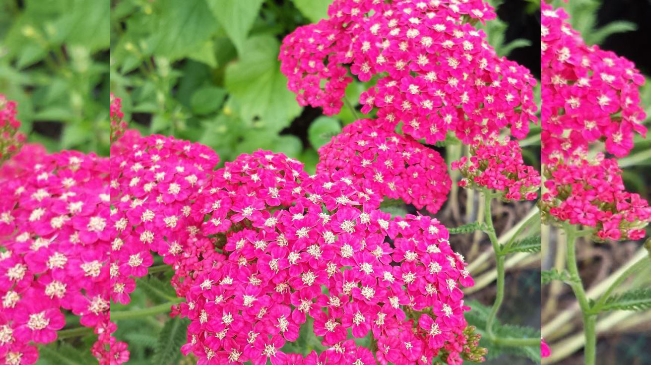 Achillea millefolium Rose Madder