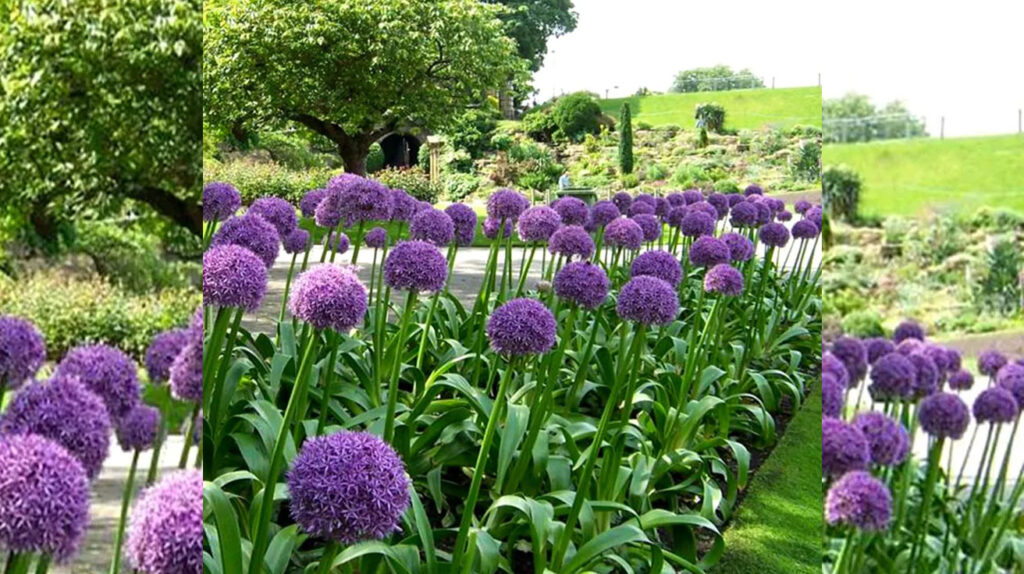 Allium Ambassador