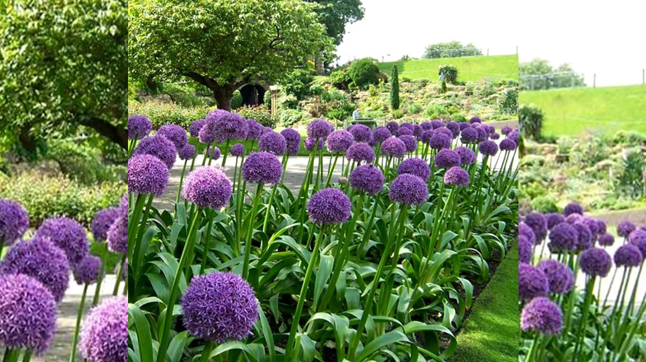 Allium Ambassador