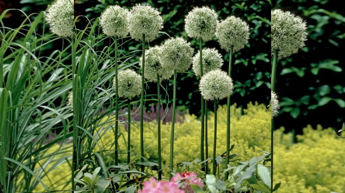 Allium Mount Everest