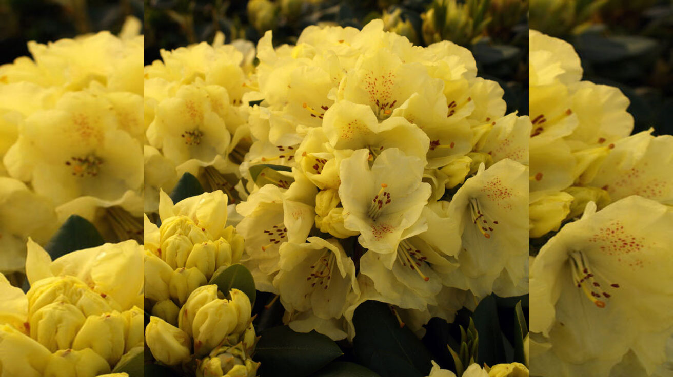 Rododendron Gelb