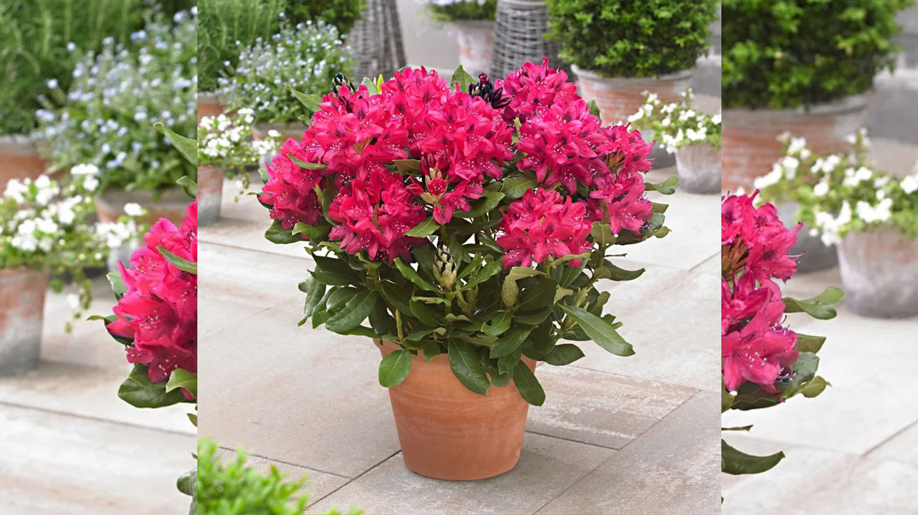 Rododendron Nova Zembla