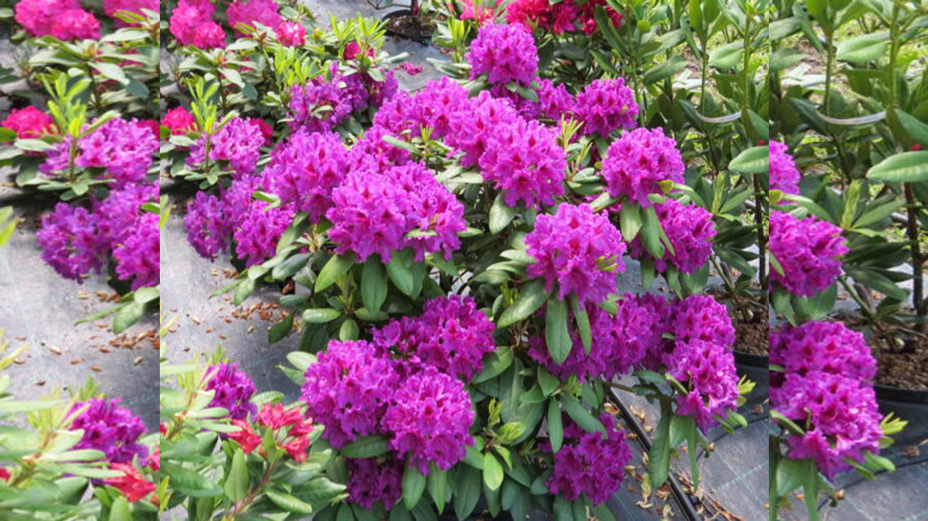 Rododendron Rasputin