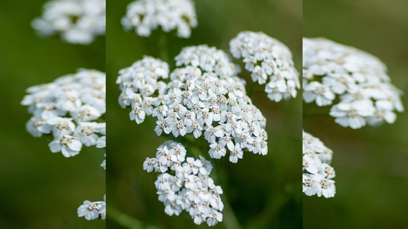 Achillea millefolium White Beauty