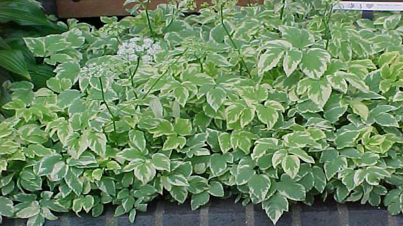 Aegopodium Variegatum