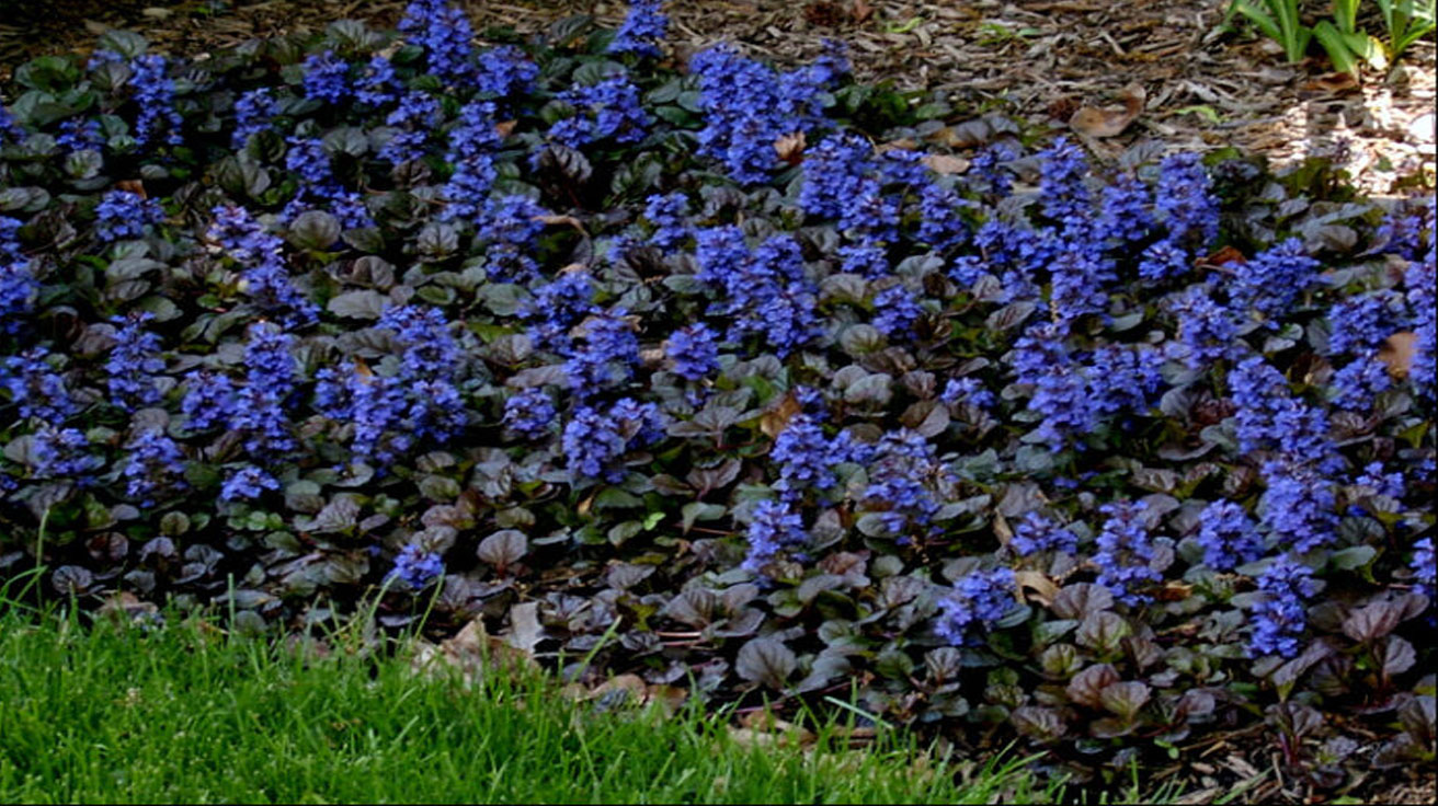 Ajuga Black Scallop