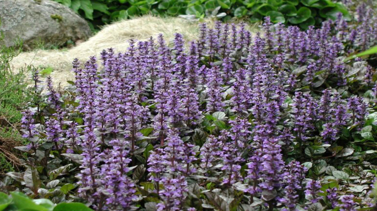 Ajuga Reptans