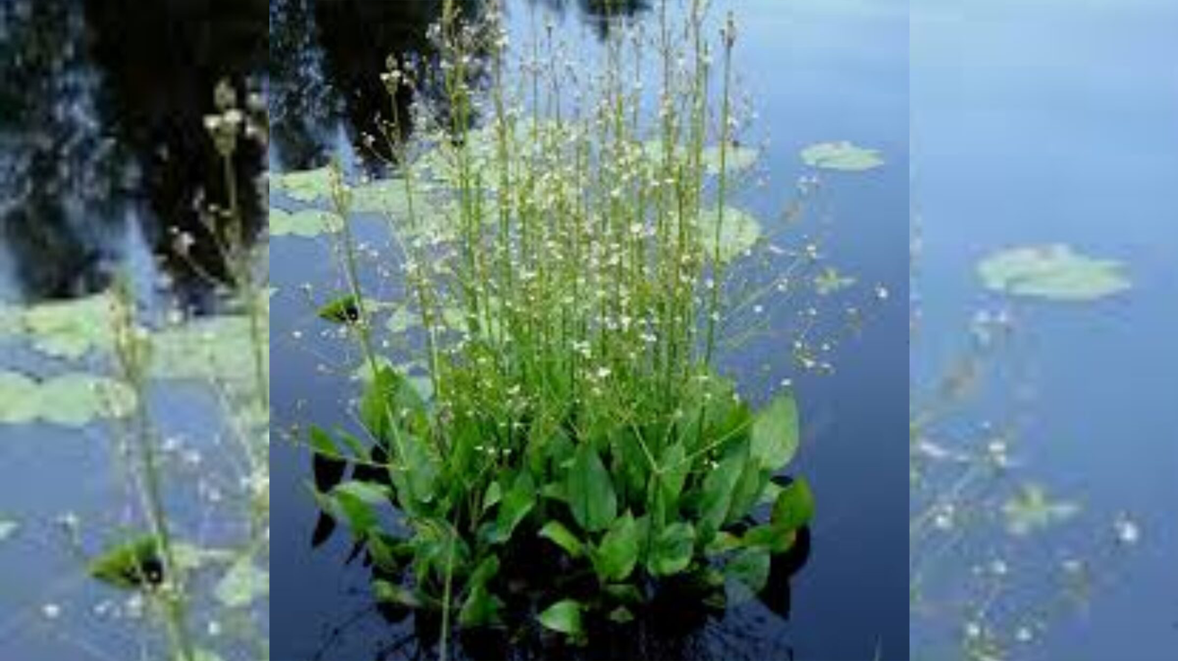 Alisma Plantago Aquatica