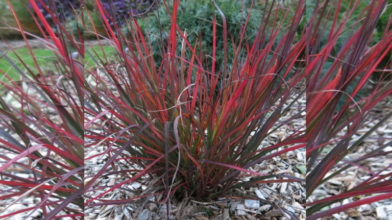 Andropogon Gerardii Red October