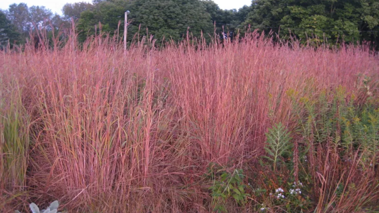 Andropogon Scoparius