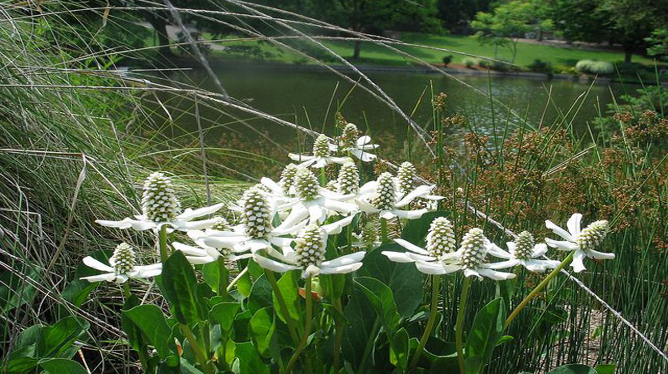 Anemopsis Californica