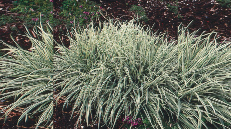 Arhenatherum Elatius