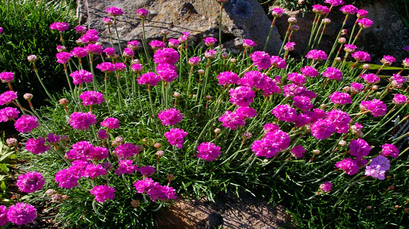Armeria Maritima Splendens