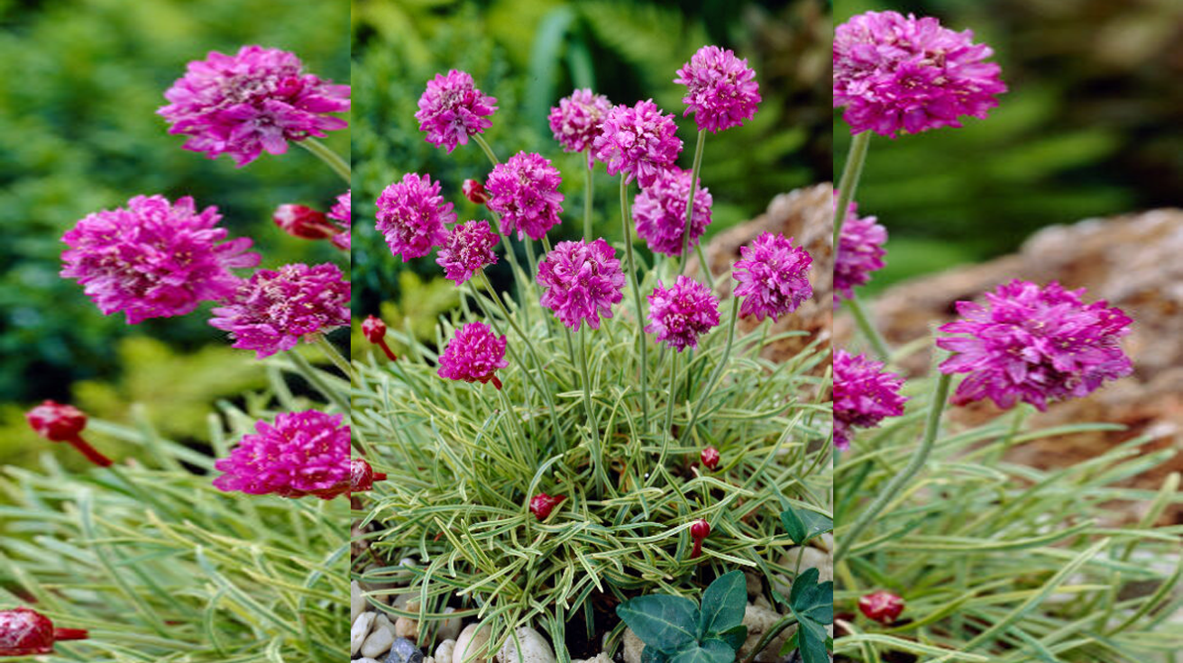 Armeria Nifty Thrifty