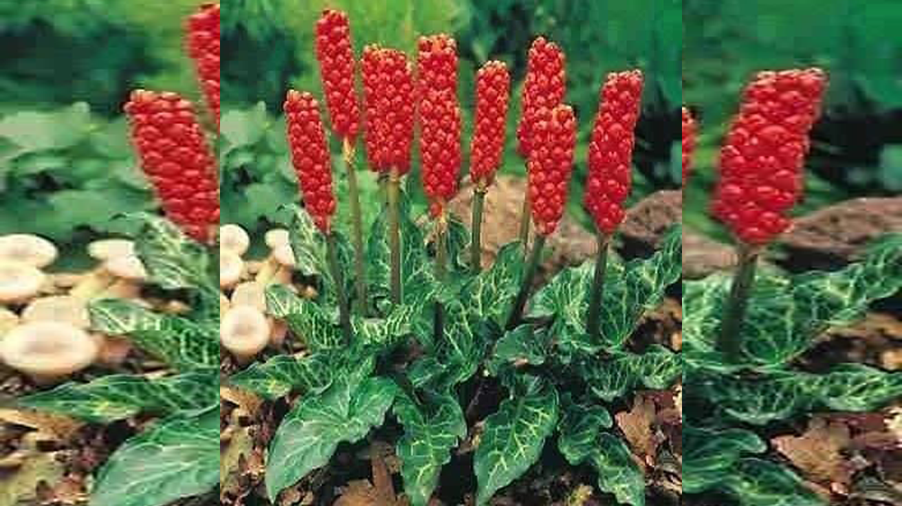 Arum italicumm