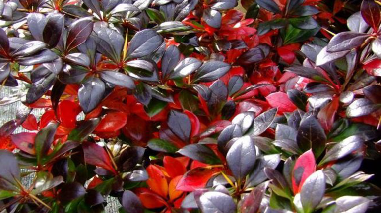 Berberis Media Red Yewel