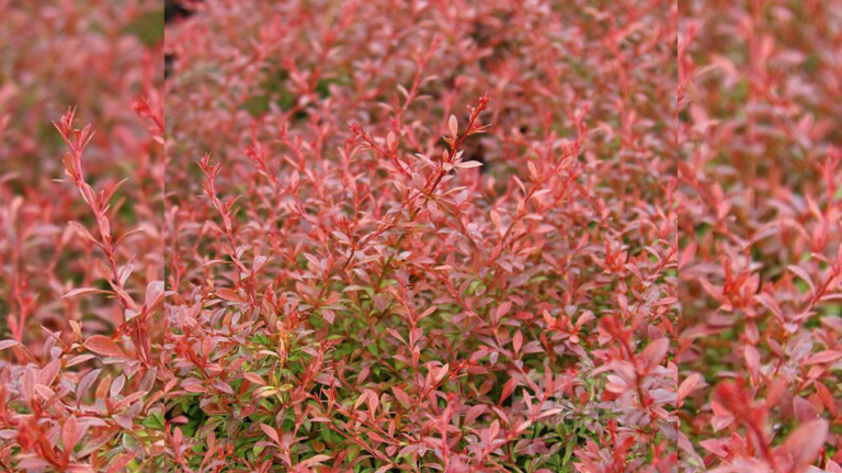 Berberis Orange Dream