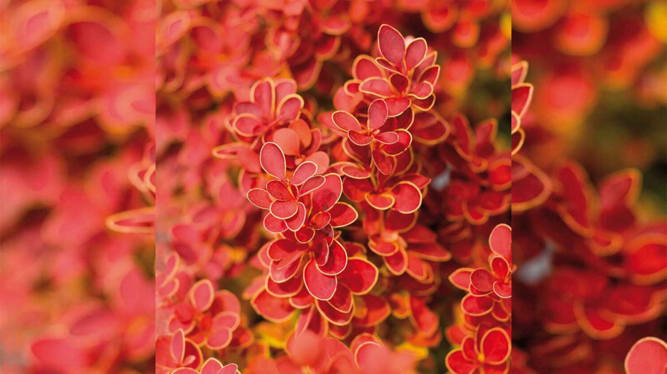 Berberis Orange Ice