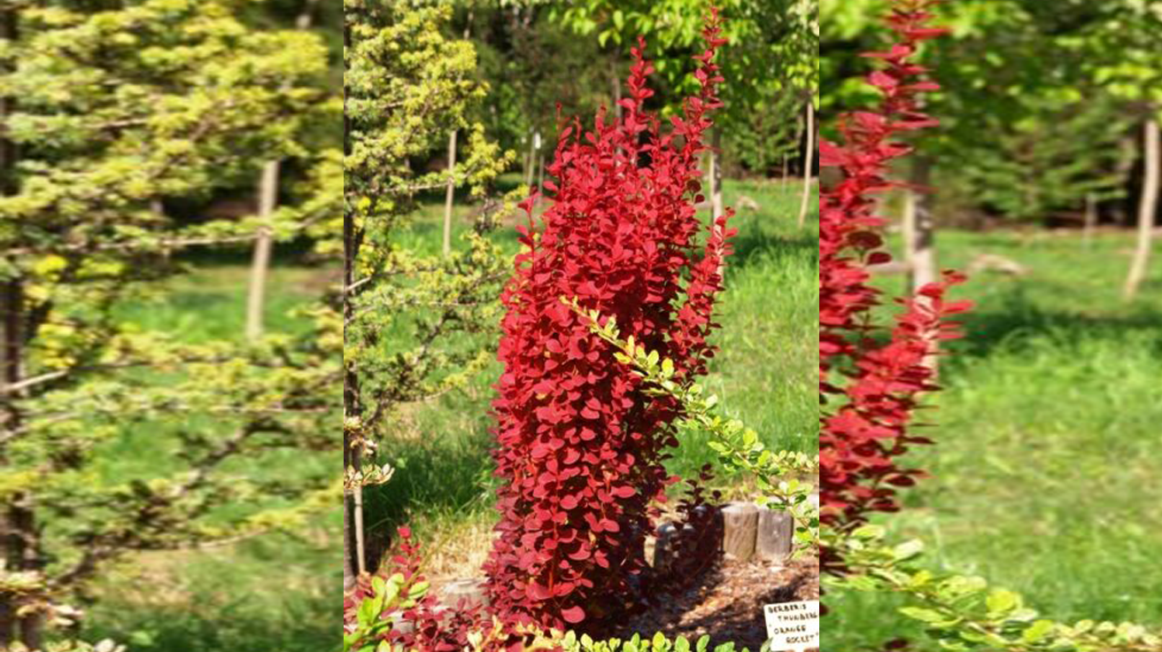 Berberis Orange Rocket