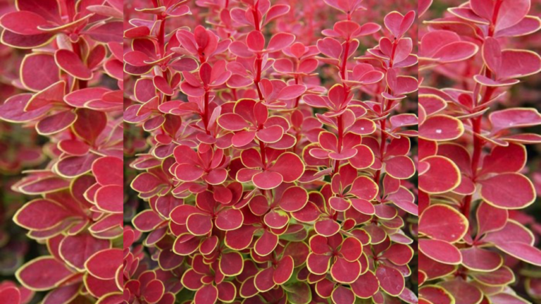Berberis Orange Sunrise