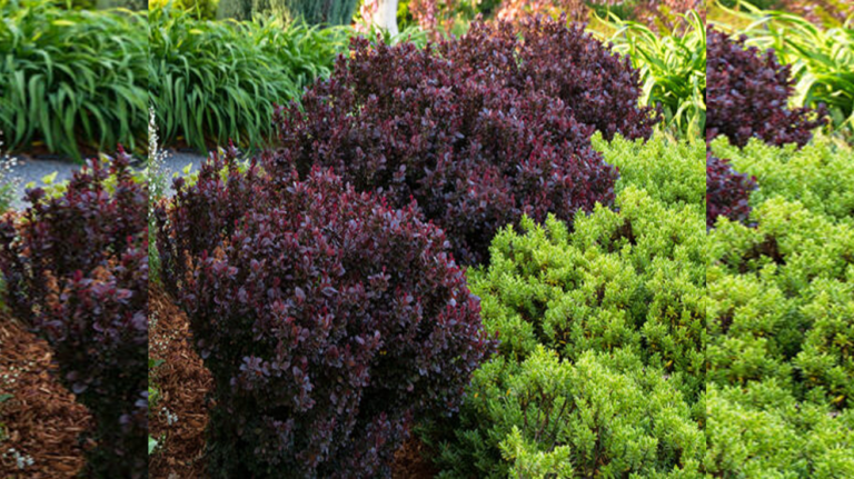 Berberis Red Chief