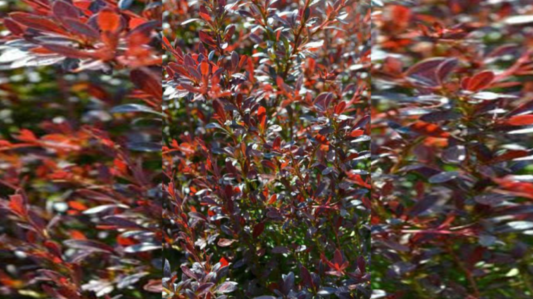 Berberis Red Dream