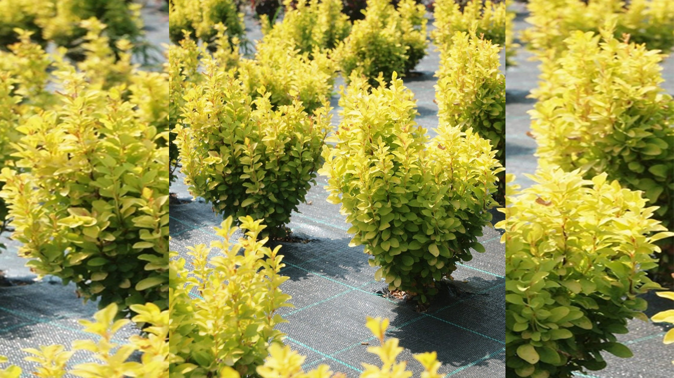 Berberis Summer Sunset